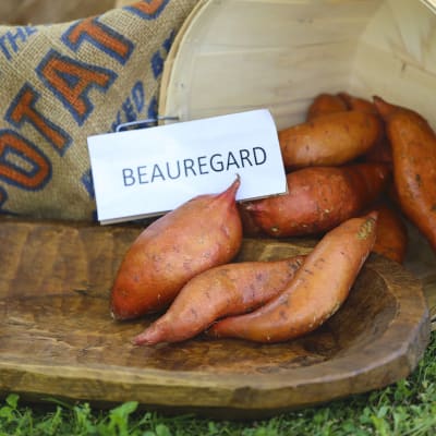 Beauregard 25 slips