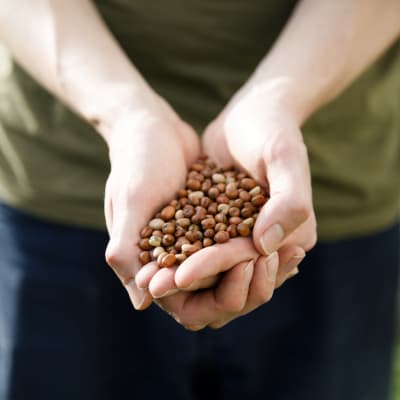 Bell Beans