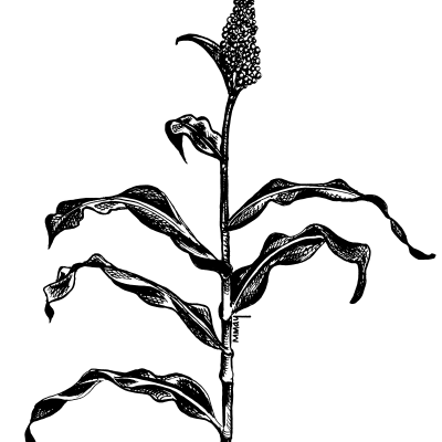 BMR Sorghum/Sudangrass