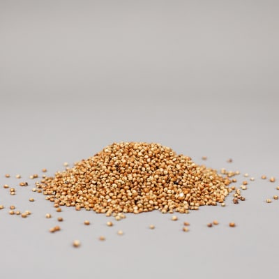 BMR Sorghum/Sudangrass