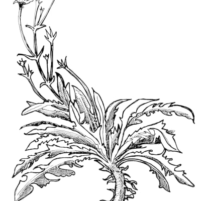 Forage Chicory