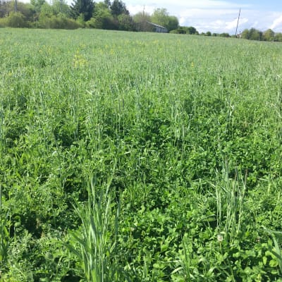 NOFA Cover Crop Cocktail