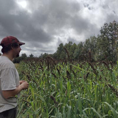 Japanese Millet