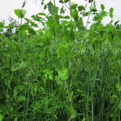 PVO Soil-Building Seed Mix