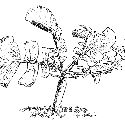 Deep-rooted Daikon Radish