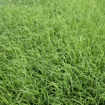 Annual Ryegrass