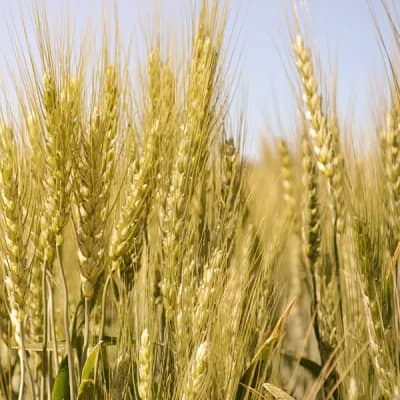 Glenn Spring Wheat
