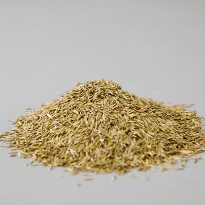 Tall Fescue