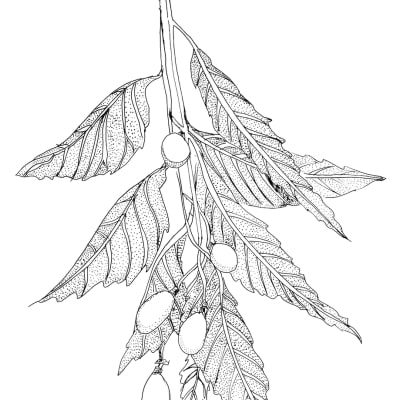 Neem Oil