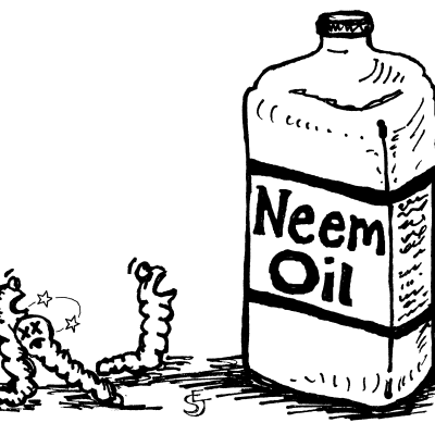 Neem Oil
