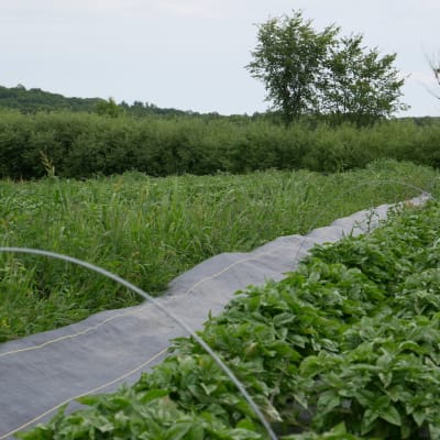 74" Galvanized Wire Hoops