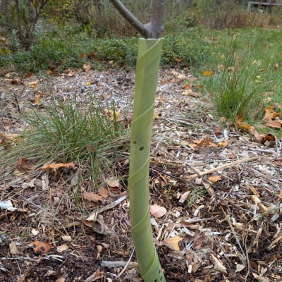 Biodegradable Tree Guards