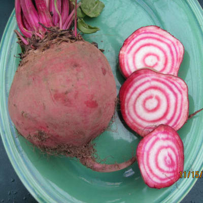 Chioggia Guardsmark