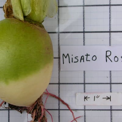 Misato Rose
