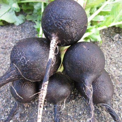 Round Black Spanish