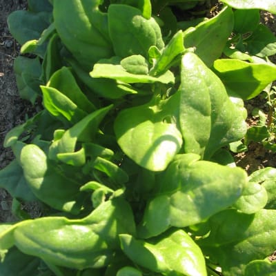 New Zealand Spinach
