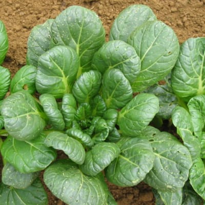 Tatsoi
