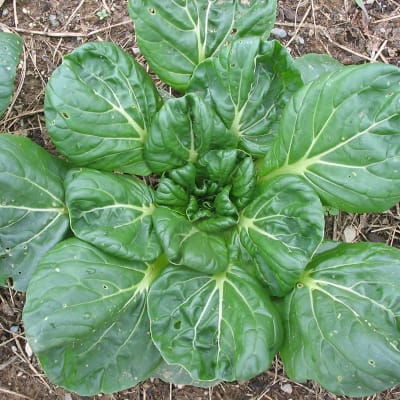 Tatsoi