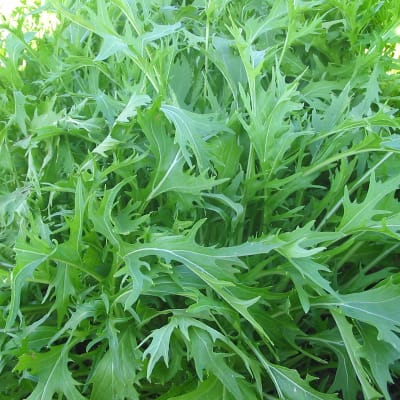 Mizuna