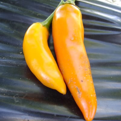 Bulgarian Carrot Chili