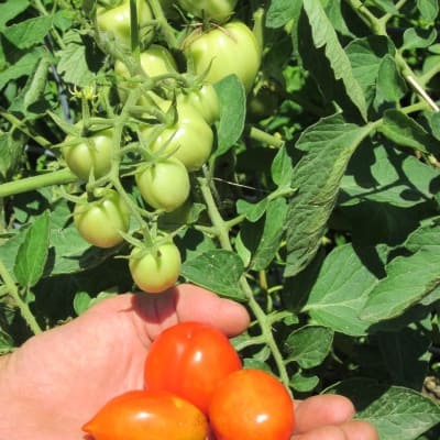 Heinz 2653