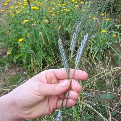 Utrecht Blue Spring Wheat