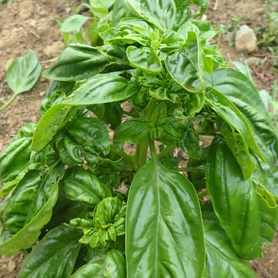 Genovese Basil