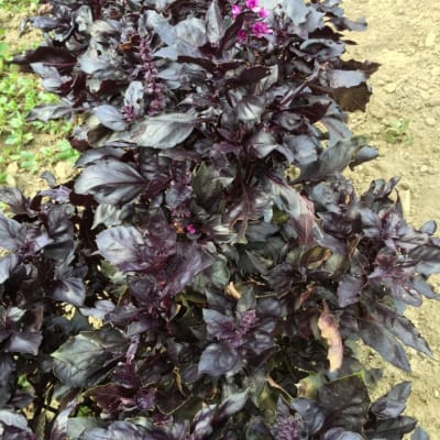 Round Midnight Basil