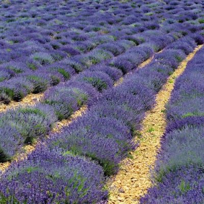 Vicenza Blue Lavender