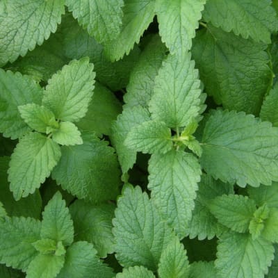 Lemon Balm