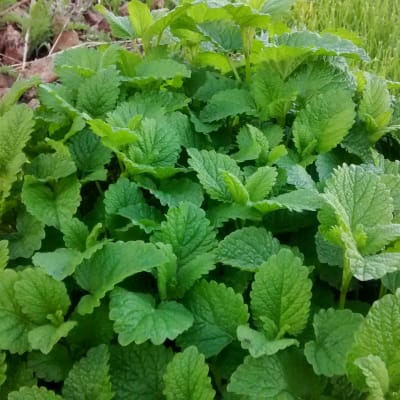 Lemon Balm
