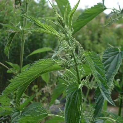 Stinging Nettle