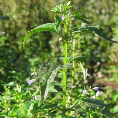 Skullcap