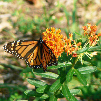 Butterfly Weed