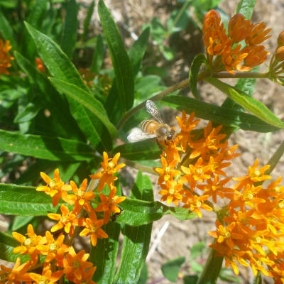 Butterfly Weed