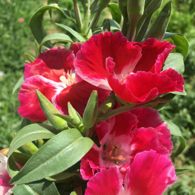 Grace Mix Godetia