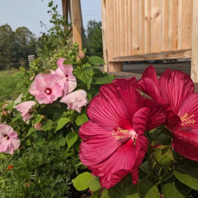 Luna Mix Hibiscus