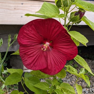 Luna Mix Hibiscus