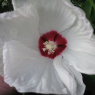 Luna Mix Hibiscus
