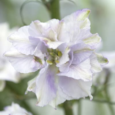 Earl Grey Larkspur