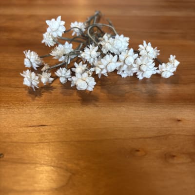Winged Everlasting