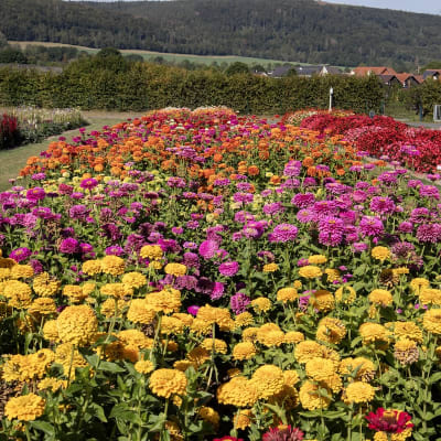 Benary’s Giant Mix