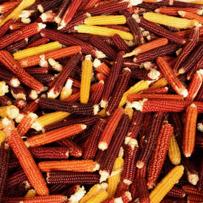Cascade Ruby-Gold Flint Corn