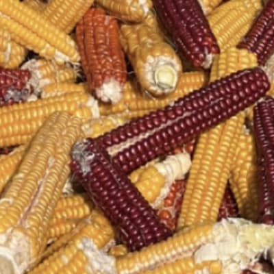 Abenaki Calais Flint Corn