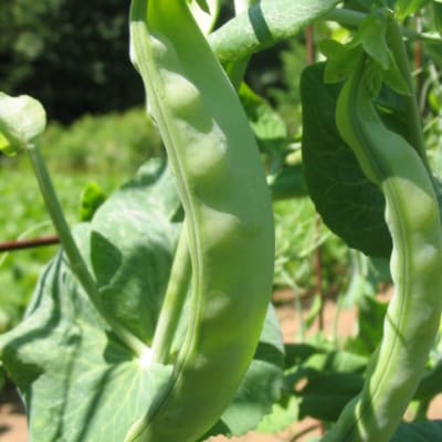 Oregon Sugar Pod II