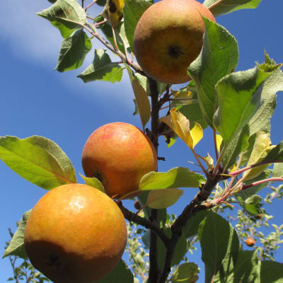 Ashmead’s Kernel