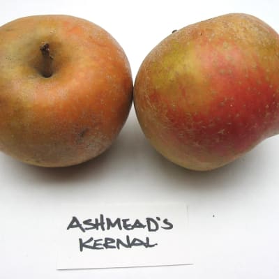 Ashmead’s Kernel