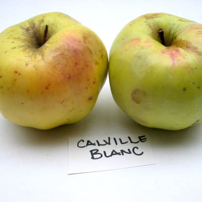 Calville Blanc d’Hiver