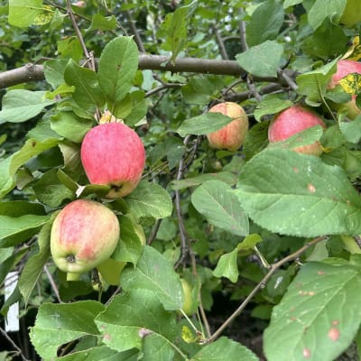Chenango Strawberry