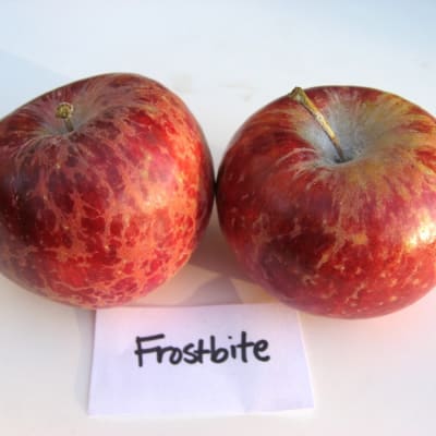 Frostbite